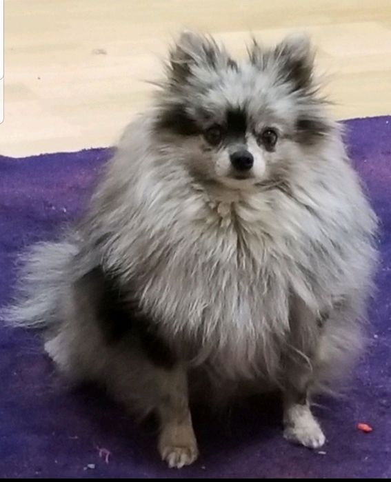 Девочка померанский шпиц