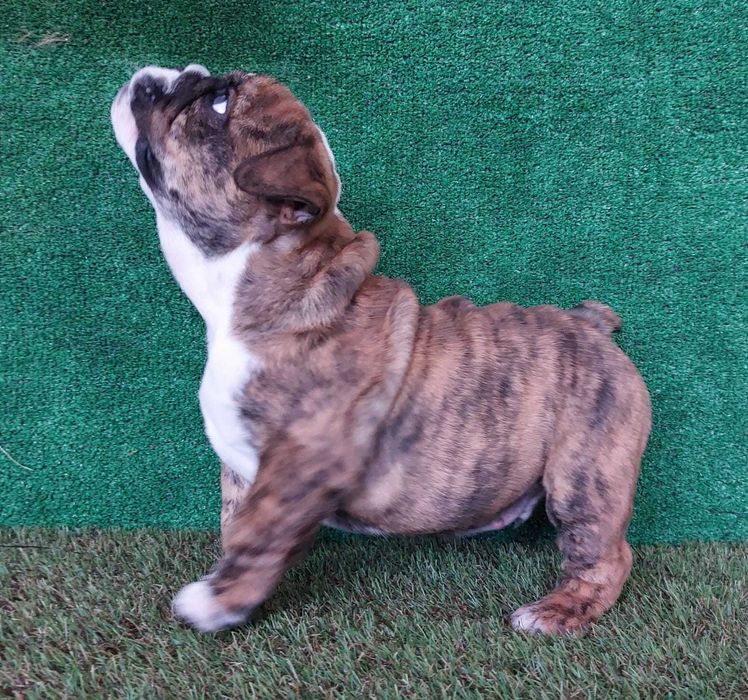 bulldog. inglês ingles