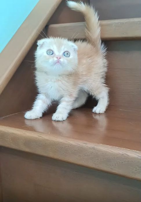 Породные шотландские котята, не вЕслоухие,а действительно вИслоухие!
