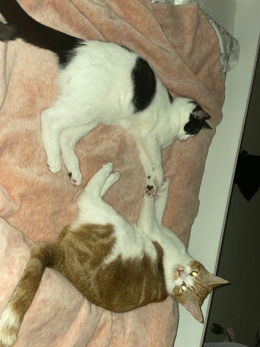 Oddam 2 wychowane, kochane kota w dobre ręce