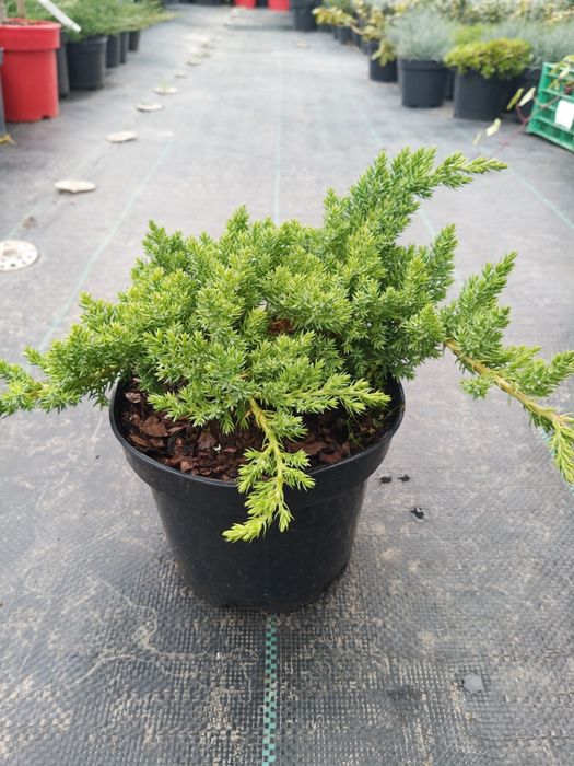 Рослини,туя, Ялівець, кипарисовик, верба Хакуро, Кілмарнок, ялина