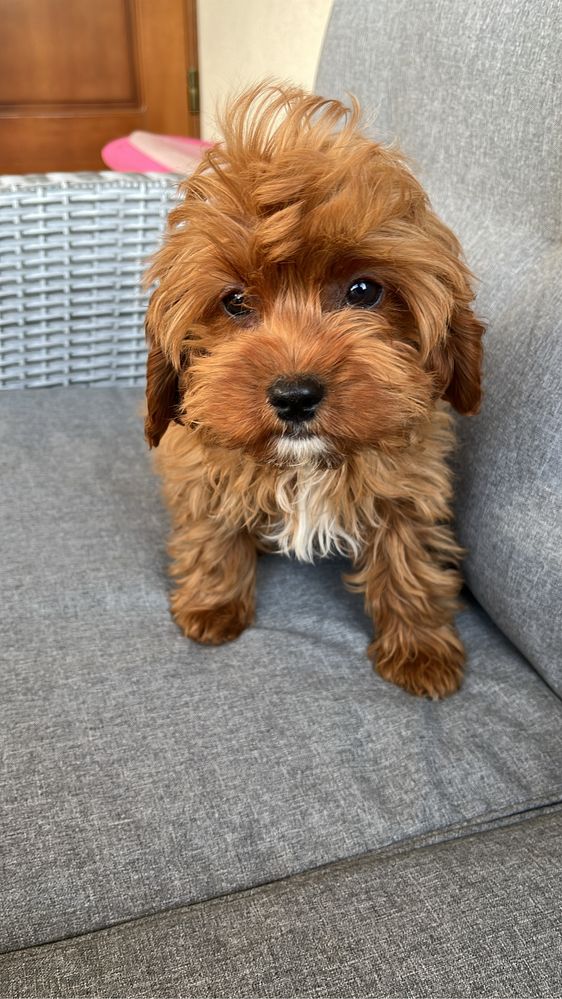 Cavapoo cudowny piesek do odbioru