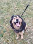 Hektor do adopcji