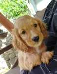 Piękny Cocer Spaniel z rodowodem