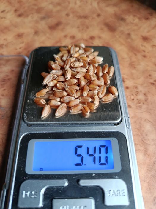 Насіння озимої пшениці Асорі, посівна пшениця