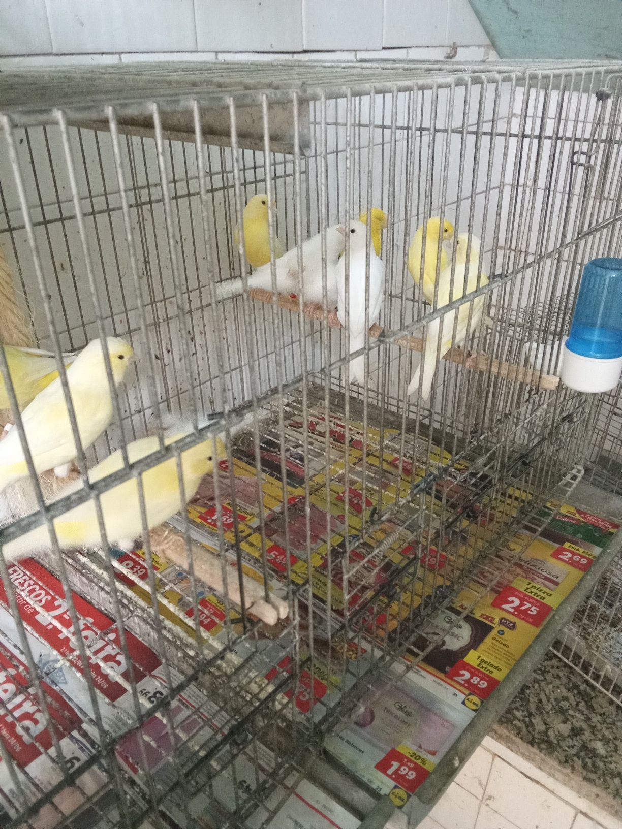 Canários amarelos e brancos