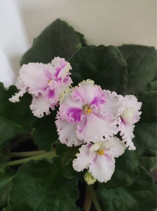 Молоді фіалки по 30 грн сенполії. Розпродаж!