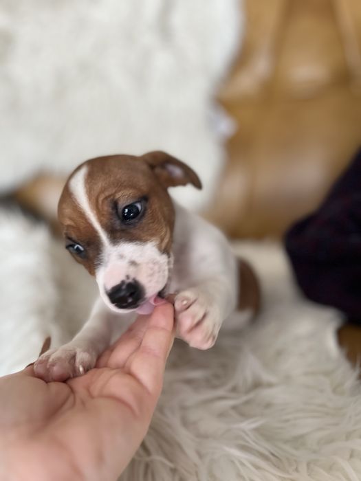 Jack Russell Terrier szczeniak- pies