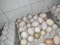 Ovos e coelhos caseiros