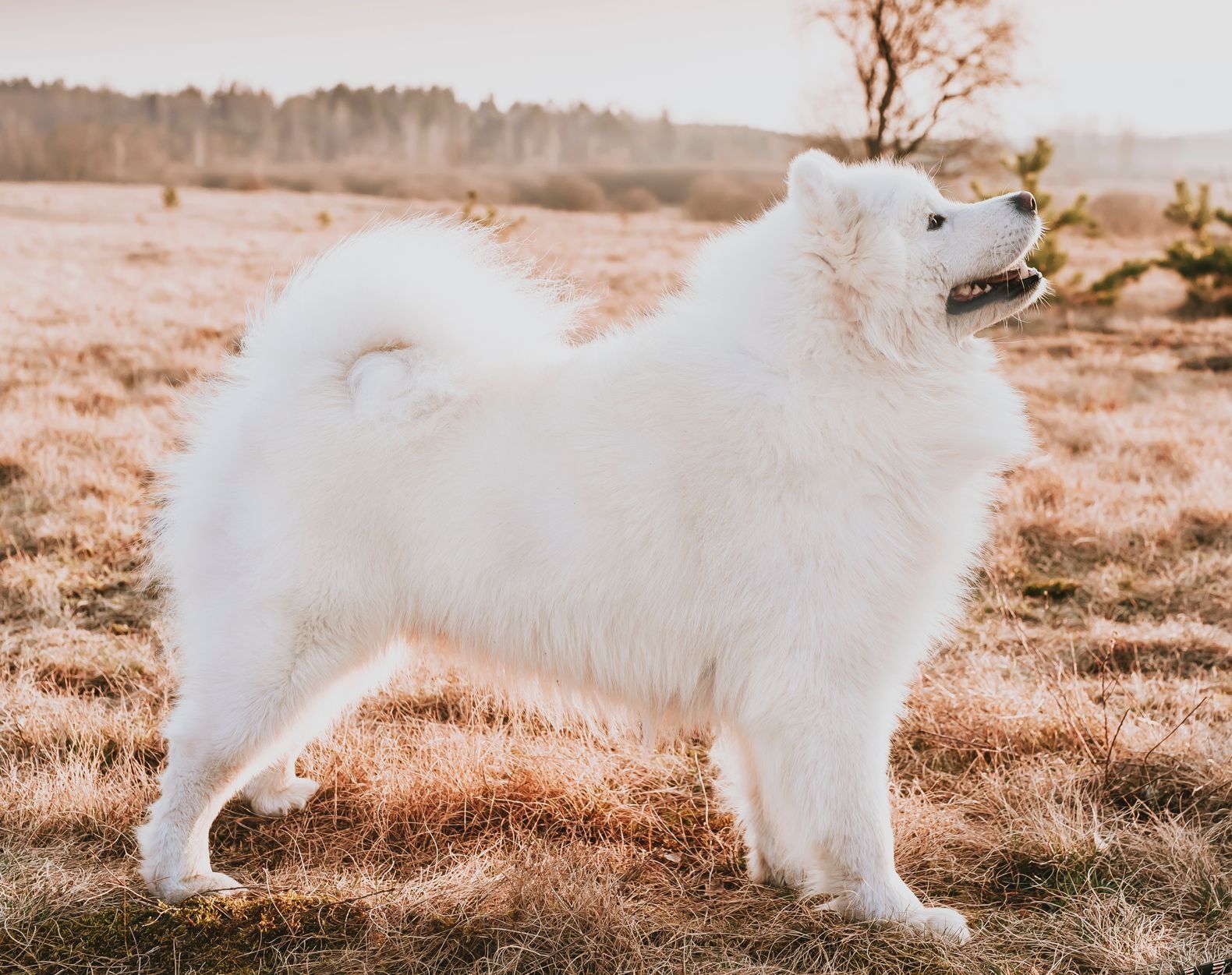 Samoyed szczeniak FCI