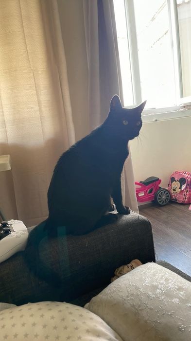 2 Gatinhos para Adoção Responsável