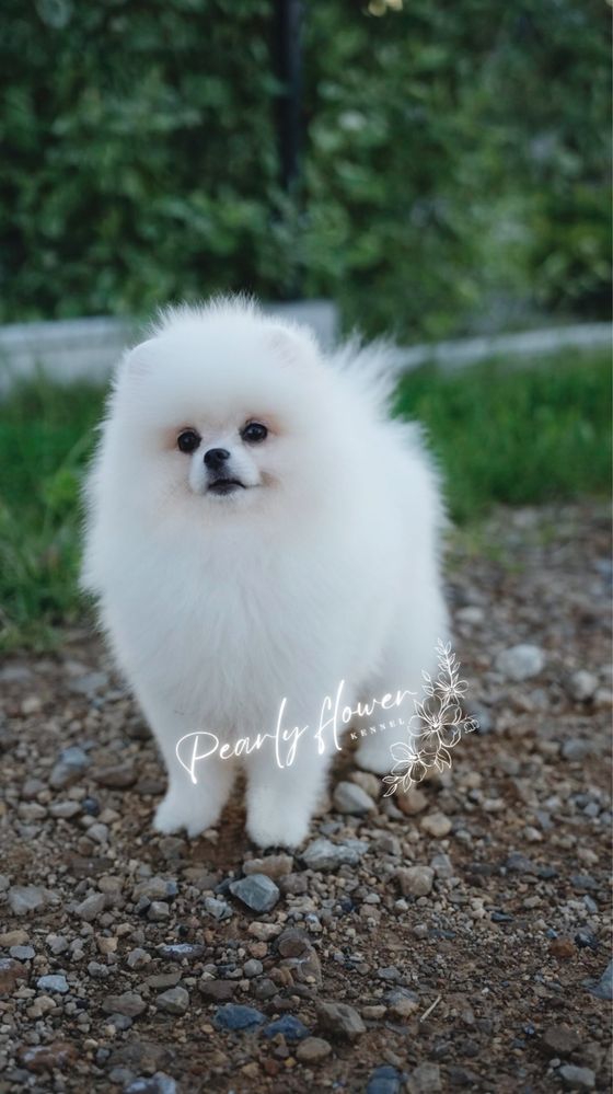 Szpic Miniaturowy, Pomeranian
