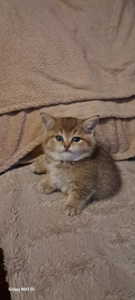 Чистокровний золотий хлопчик