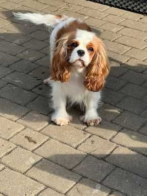 ZKwP FCI - Piesek -  Cavalier King Charles Spaniel
