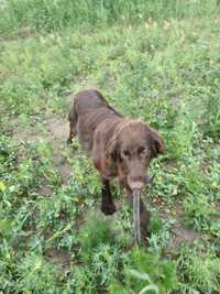 Flat Coated Retriever