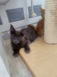 Maine Coon -  niebieski kocurek solid (bez pręgowania)