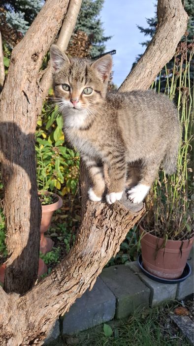 Oddam 2 koty za darmo