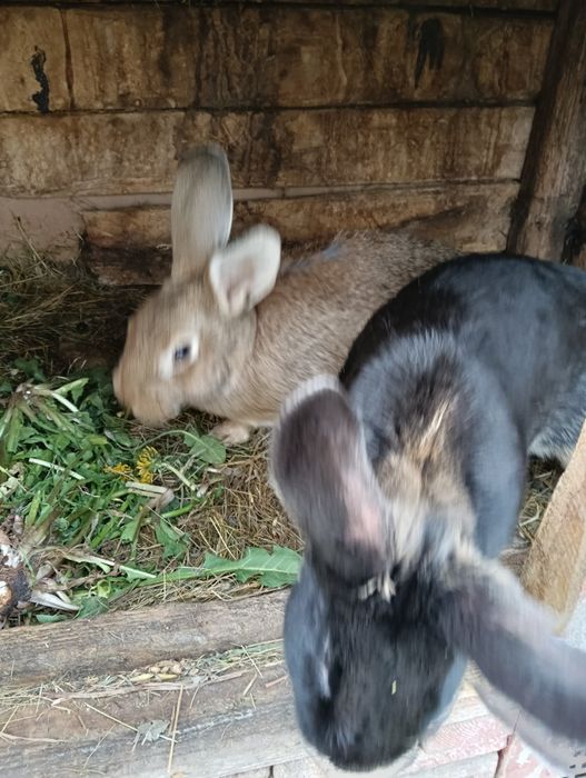 Króliki do sprzedania