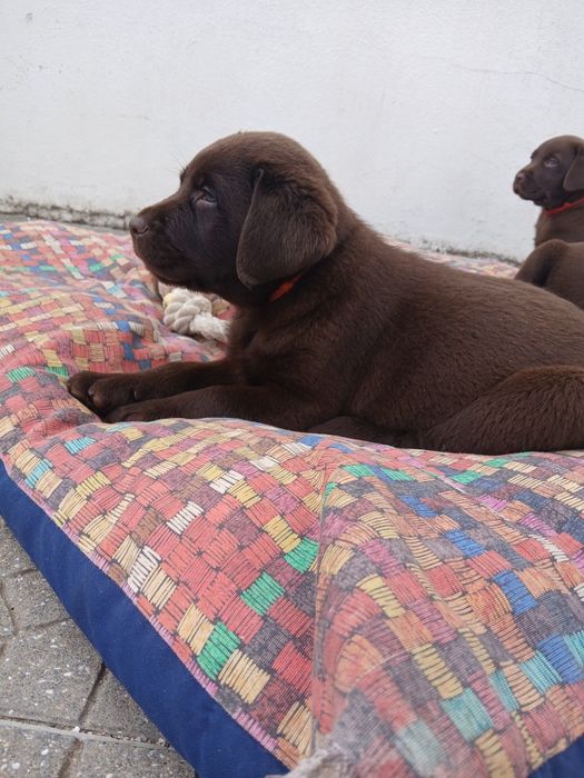 Labrador Retriever chocolate