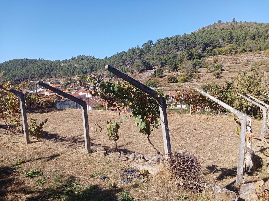 Terreno para cultivo/ outros