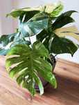 Monstera Thai Constellation — trzy rośliny w jednej doniczce