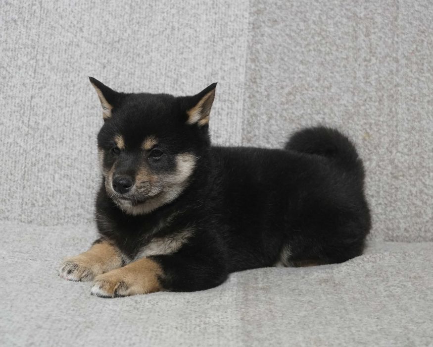shiba inu czarna suczka szczeniaczek