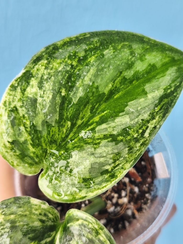 Сциндапсус Moonlight variegata