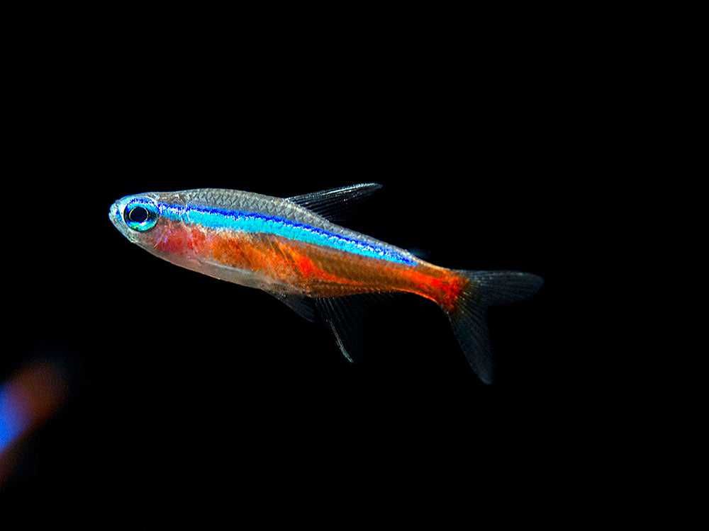 Neon czerwony - Paracheirodon axelrodi - dowóz, wysyłka