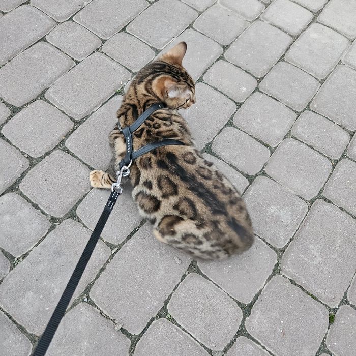 Бенгальська кицька