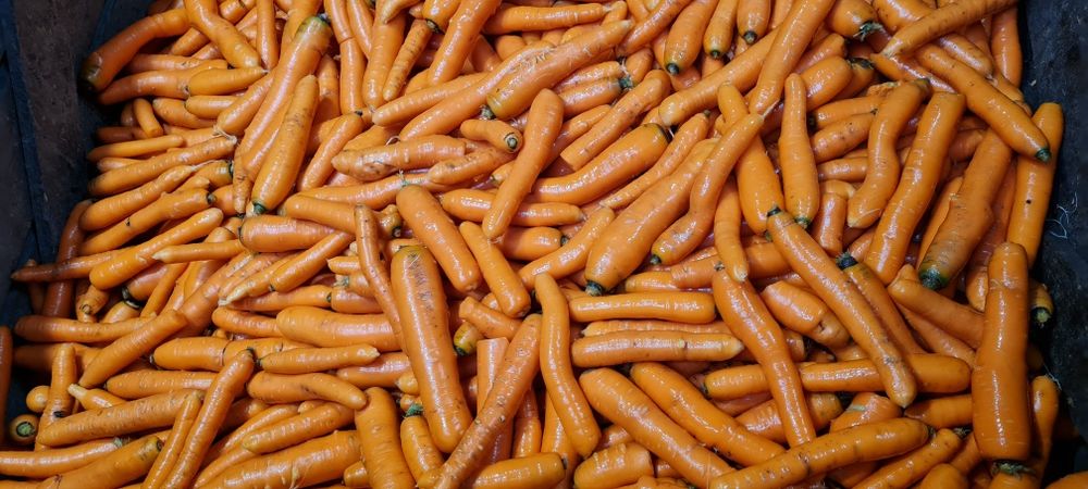 Odpady z marchewki ,marchew dla zwierząt