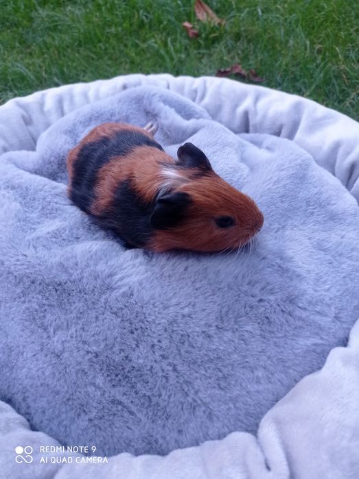 Świnki morskie, cavia domowa