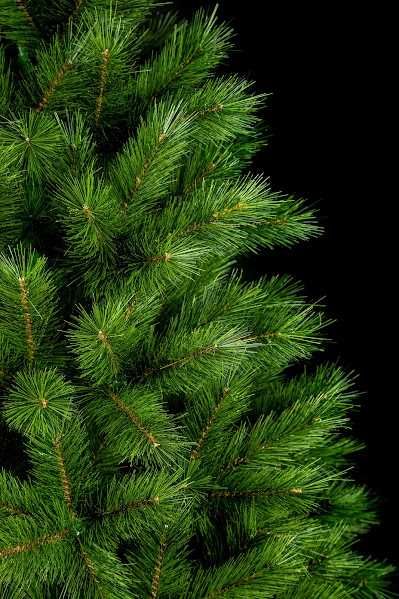 Сосна канадська 1,5-2,5м