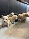 Cachorros para dar