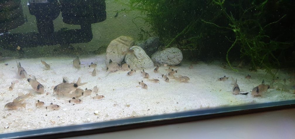 Corydoras panda baby criação nacional