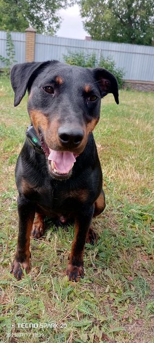 Ягдтер`єр,   в`язка