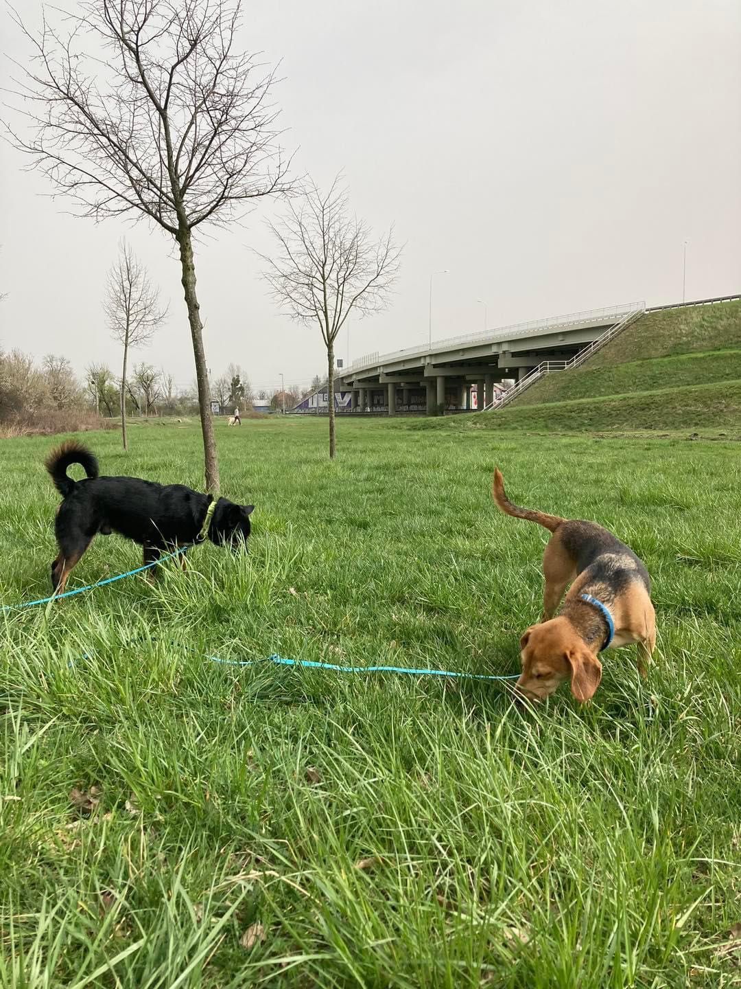 Sympatyczny, kochany Kapi do adopcji!