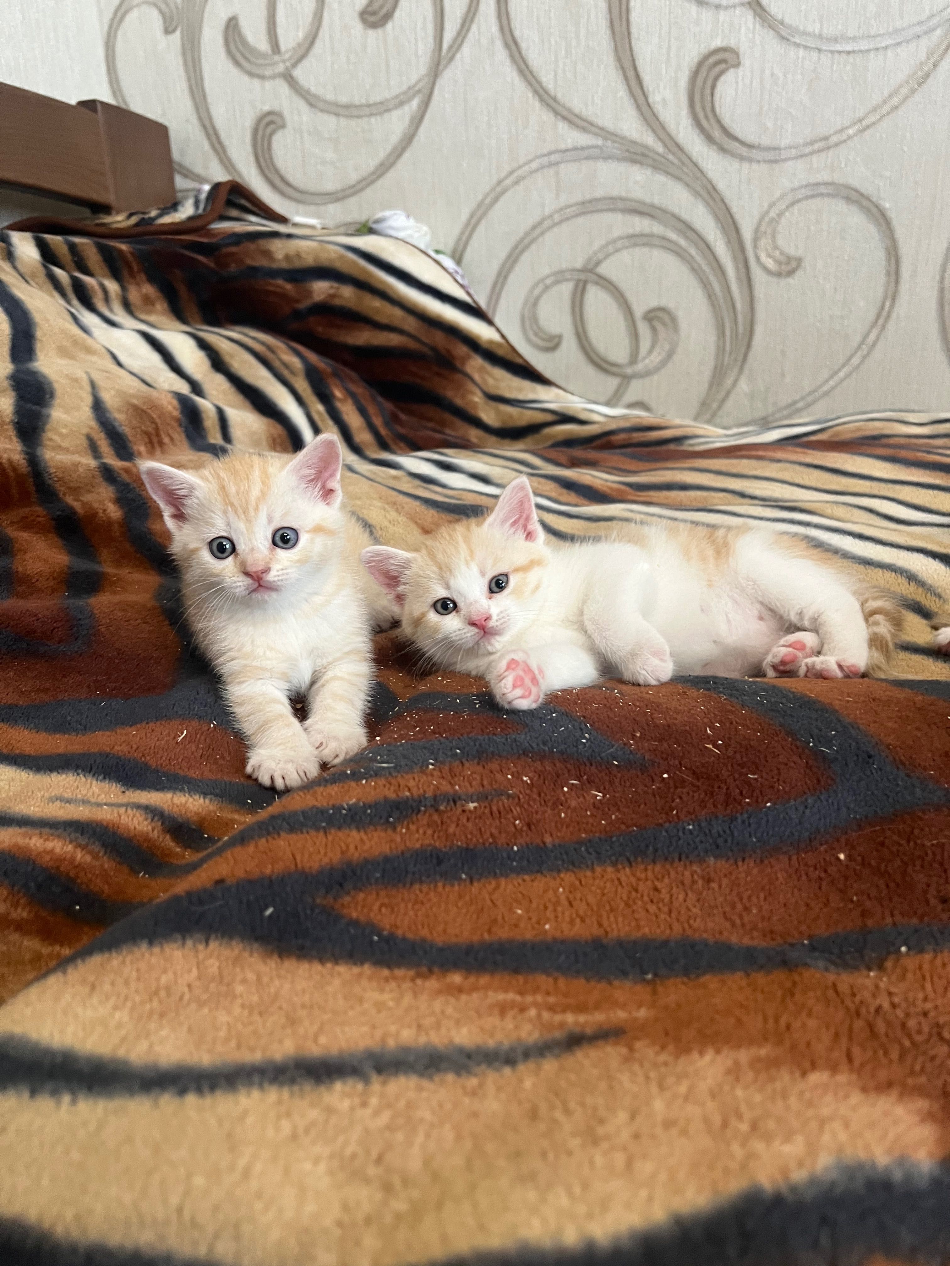 Шотландське сонечко