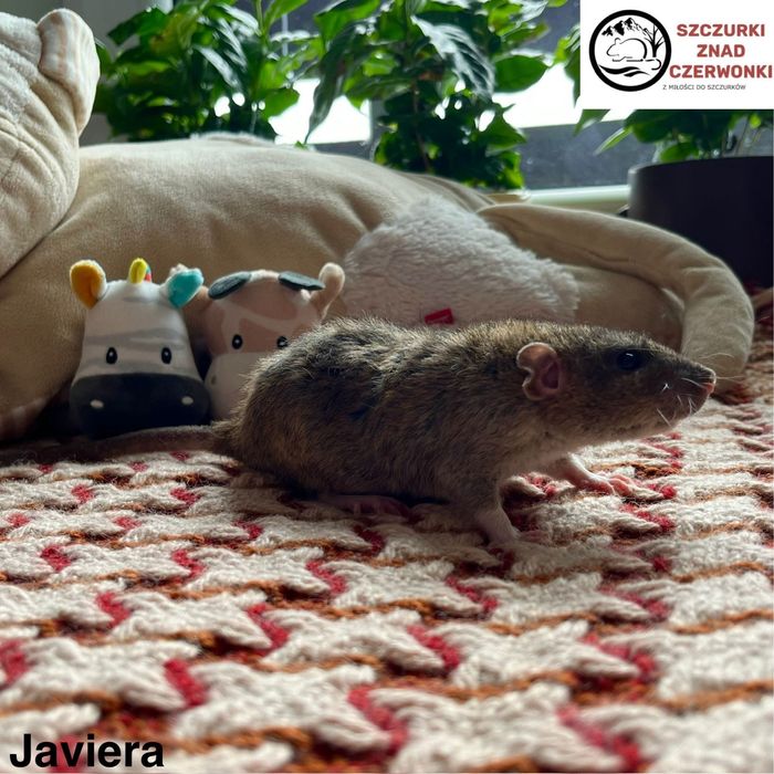 Piękne szczurki dumbo rex i standard miot J szczur szczury szczurki