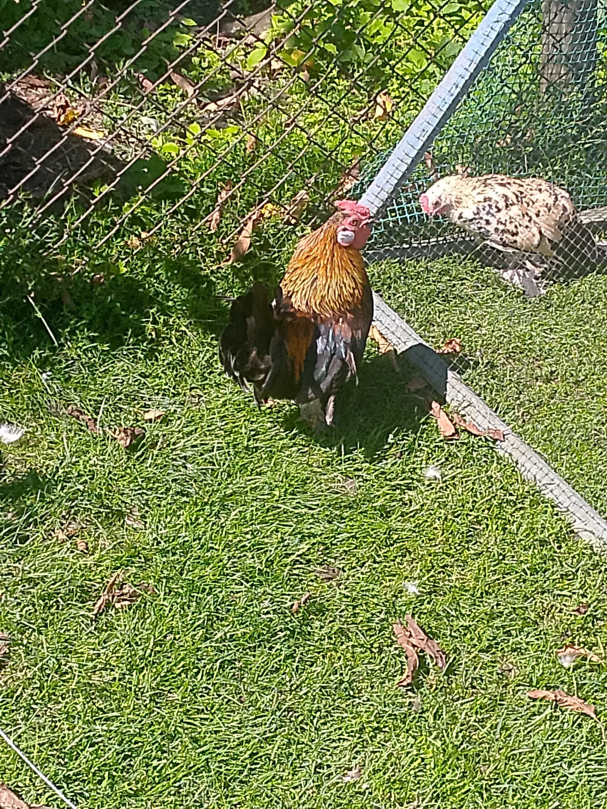Kogutek bantamki