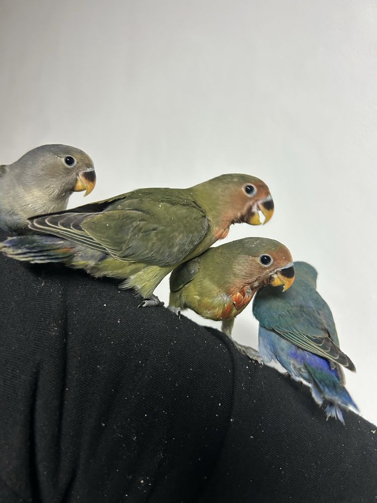 Agapornis criados a mao