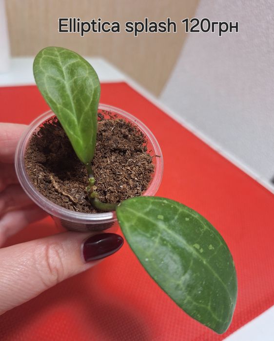 Хойя Elliptica splash