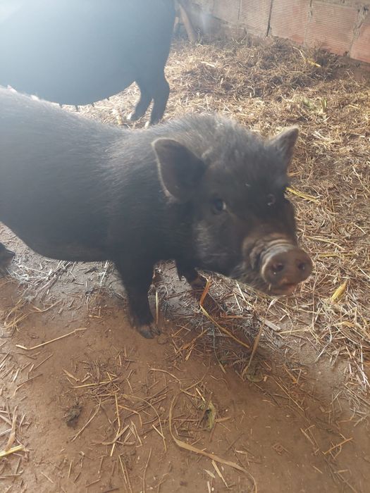 Poucos machos e fêmeas vietnamitas