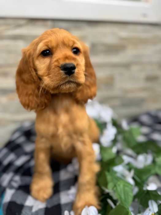Cocker spaniel sunia z rodowodem