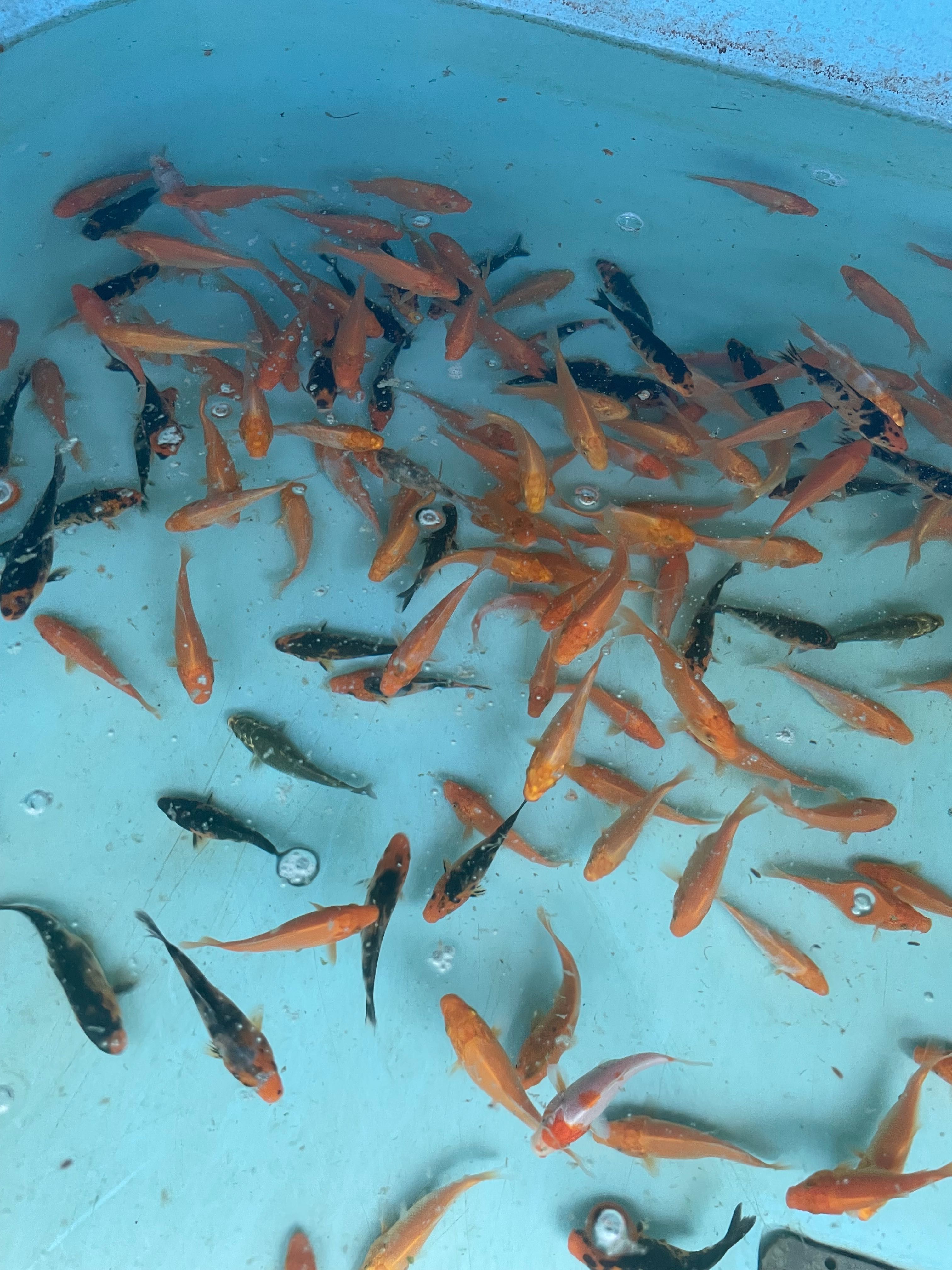 Karp koi narybek ok 8cm