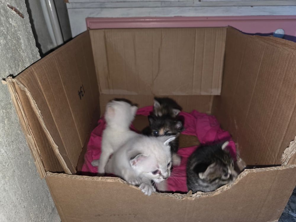 Pequeninos gatinhos