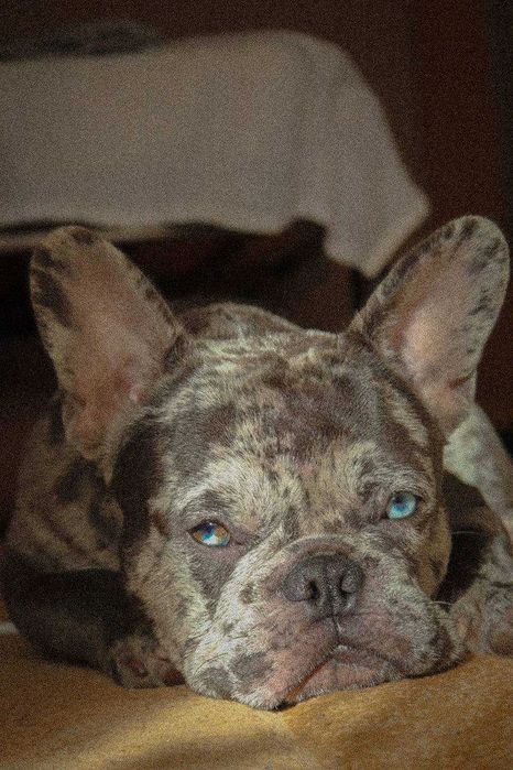 Вязка Французского бульдога. Мерле