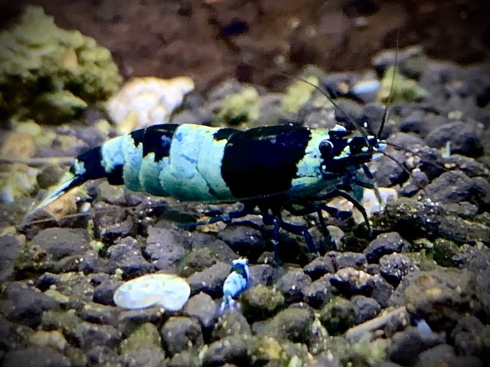 Krewetki Taiwan Bee Mosura Caridina