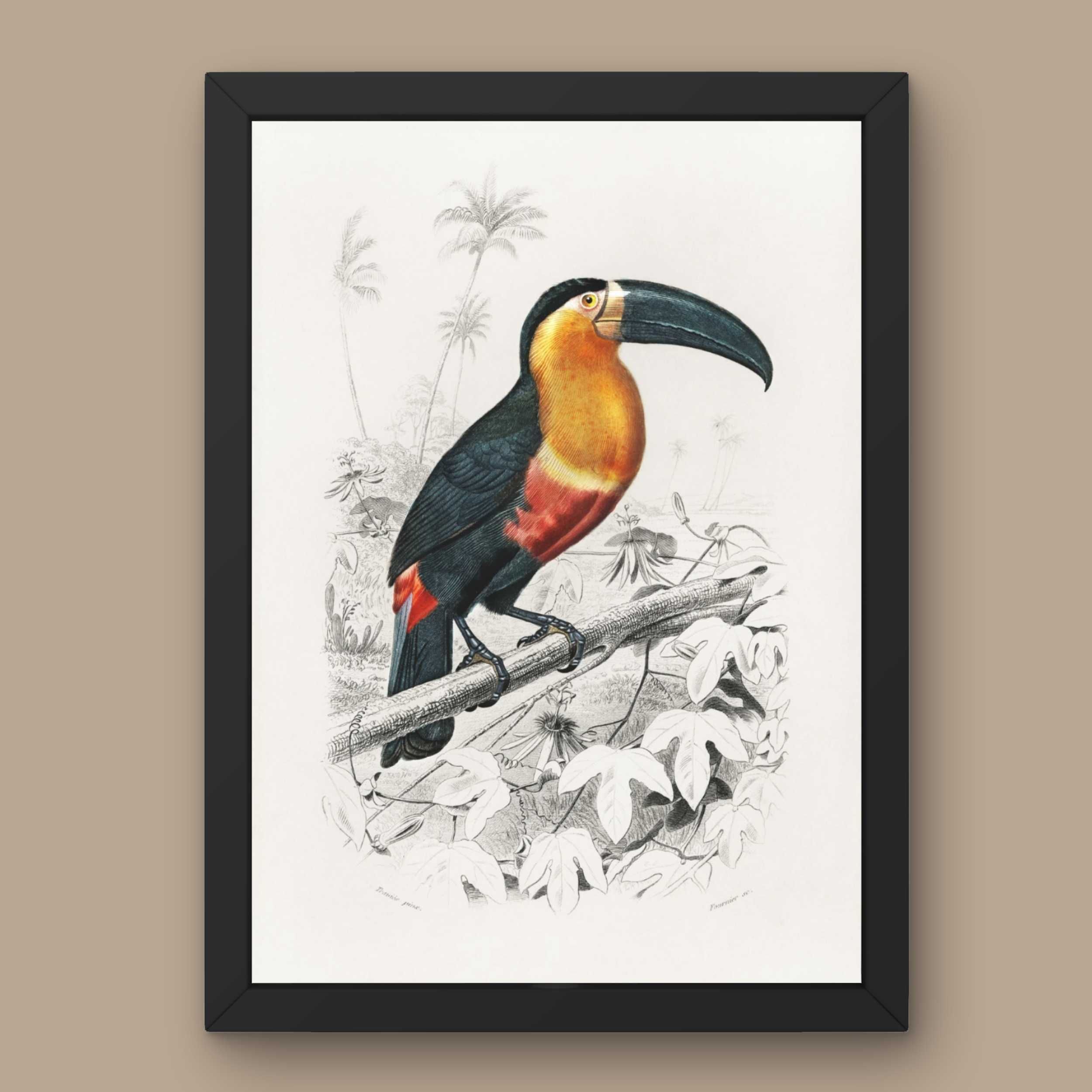 Plakat A3 Toucan - Obraz tukan wydruk D'Orbigny#1