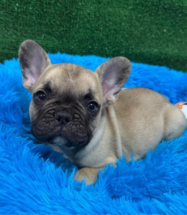 Bulldog francês maravilhosa menina