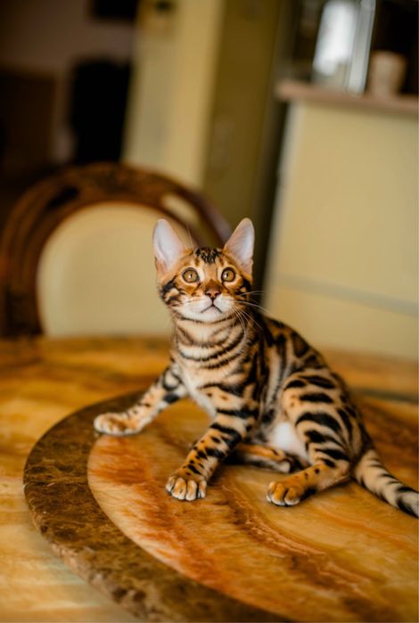 Бенгальське кошеня дівчинка